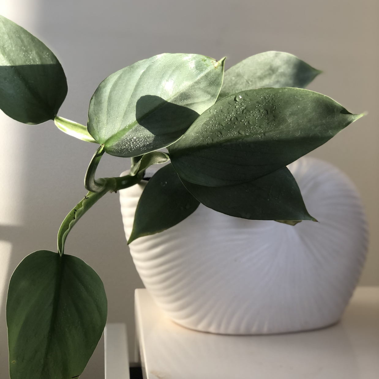Photo of the plant species Philodendron Hastatum by @Princesshev named Delphine on Greg, the plant care app
