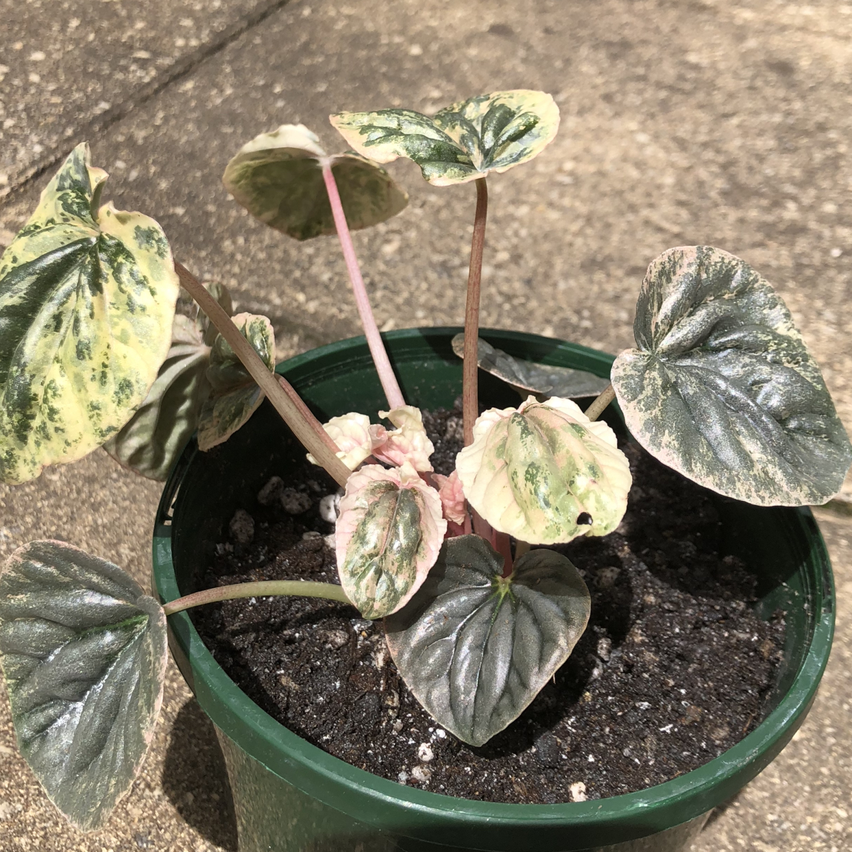 Peperomia Pink Lady plant in a green pot with variegated leaves and visible soil.