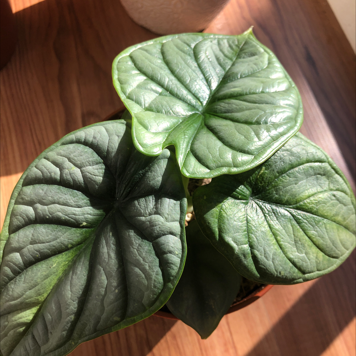 Photo of the plant species Alocasia Silver Dragon by @Princesshev named Juniper on Greg, the plant care app