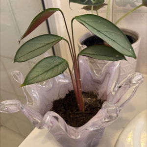 Ctenanthe Setosa plant photo by @Princesshev named Aurora on Greg, the plant care app.