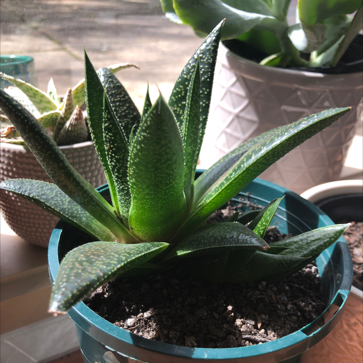 Lace Aloe plant in a small pot with visible soil, well-framed and in focus.