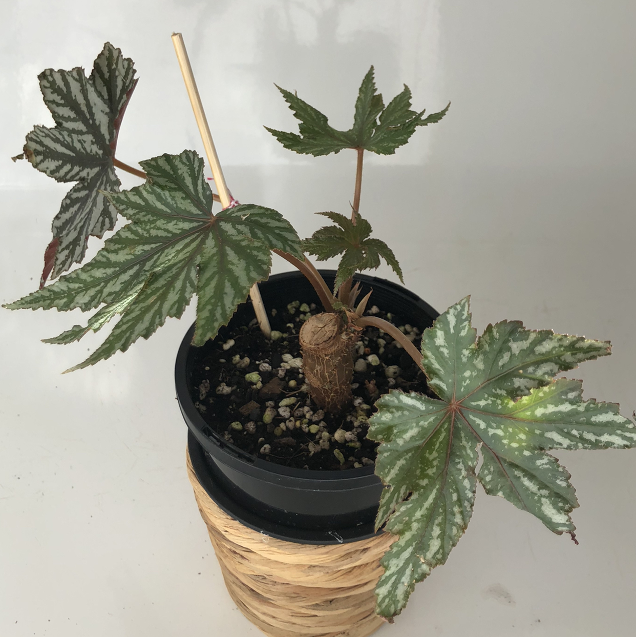 Begonia 'Gryphon' plant in a pot with distinctively patterned leaves.