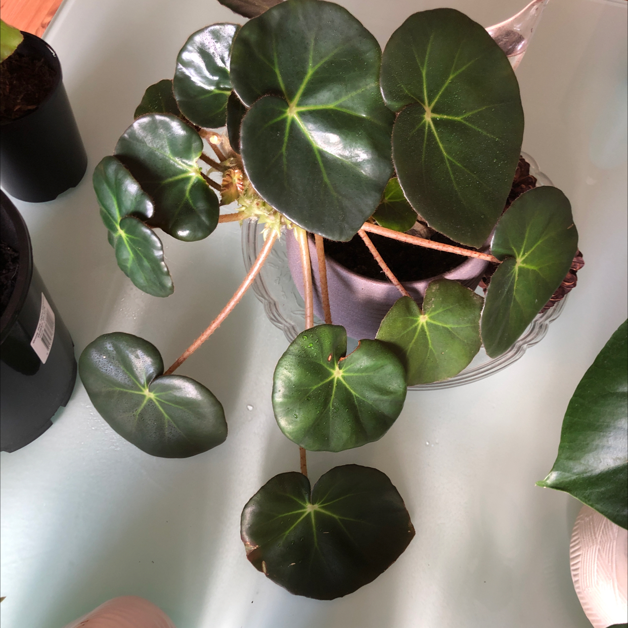 Beefsteak Begonia plant photo by @Princesshev named Your plant on Greg, the plant care app.