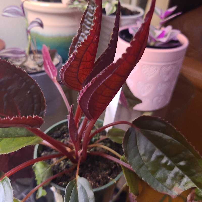 Doris