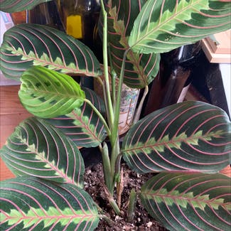 Green Prayer Plant plant in Annapolis, Maryland