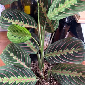 Green Prayer Plant plant photo by Wineandvine named Plato on Greg, the plant care app.