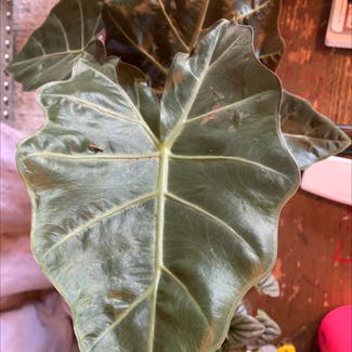 Alocasia Polly Plant plant in Annapolis, Maryland