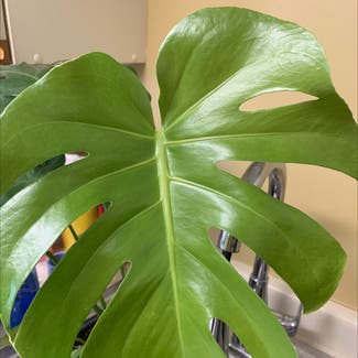 Monstera plant in Annapolis, Maryland