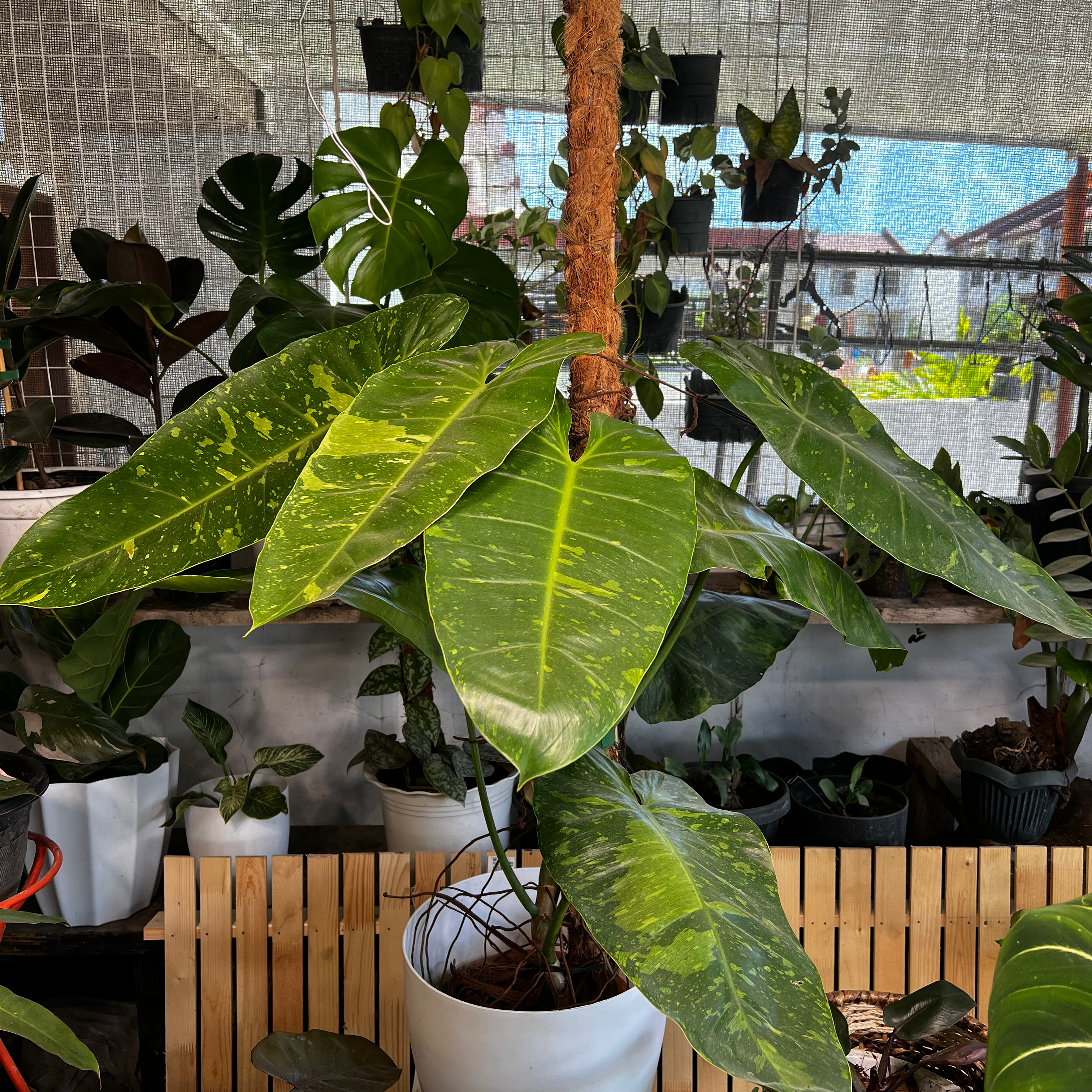 Philodendron 'Jose Buono' plant with variegated leaves supported by a moss pole in a white pot.