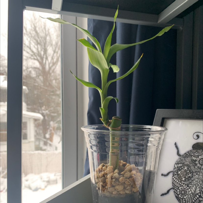 Lucky Bamboo plant photo by @PeacefulPlants named Deborah on Greg, the plant care app.