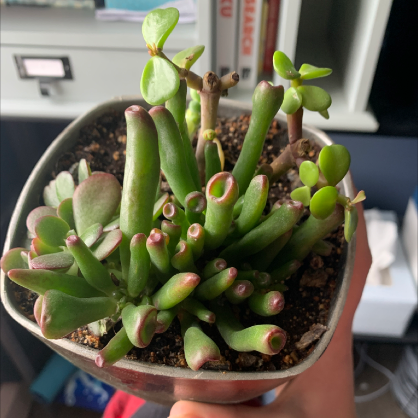 Jade plant photo by @PeacefulPlants named Chad on Greg, the plant care app.