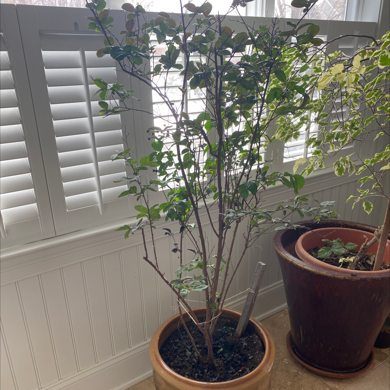 A healthy potted Cape Myrtle plant with glossy green leaves, situated indoors near a window with blinds.