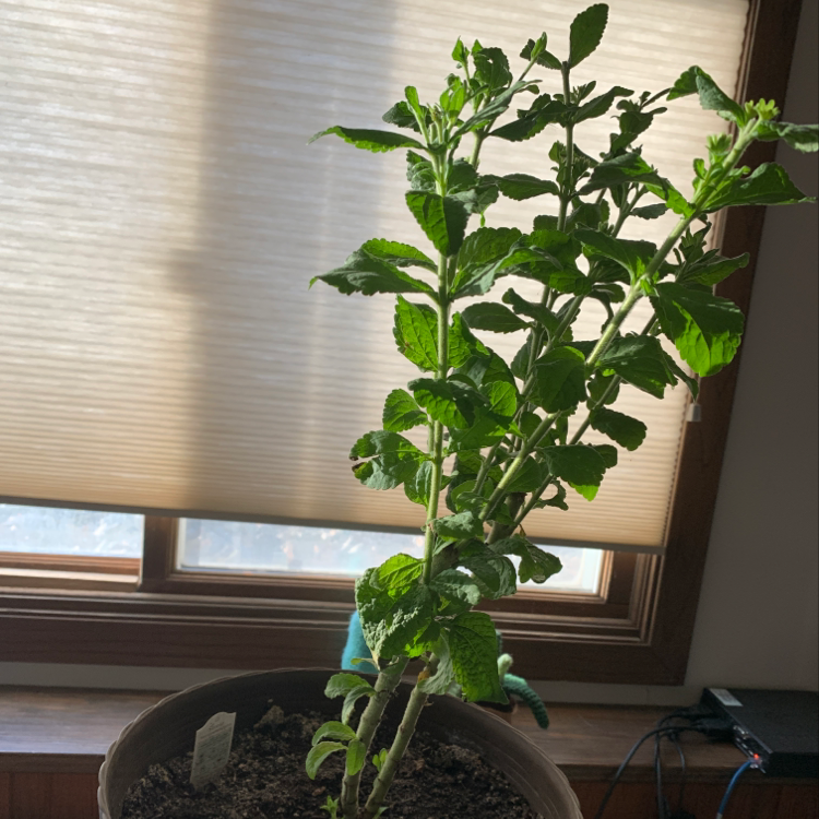 Photo of the plant species Sweetleaf by @twistyourstitch named Stevie on Greg, the plant care app