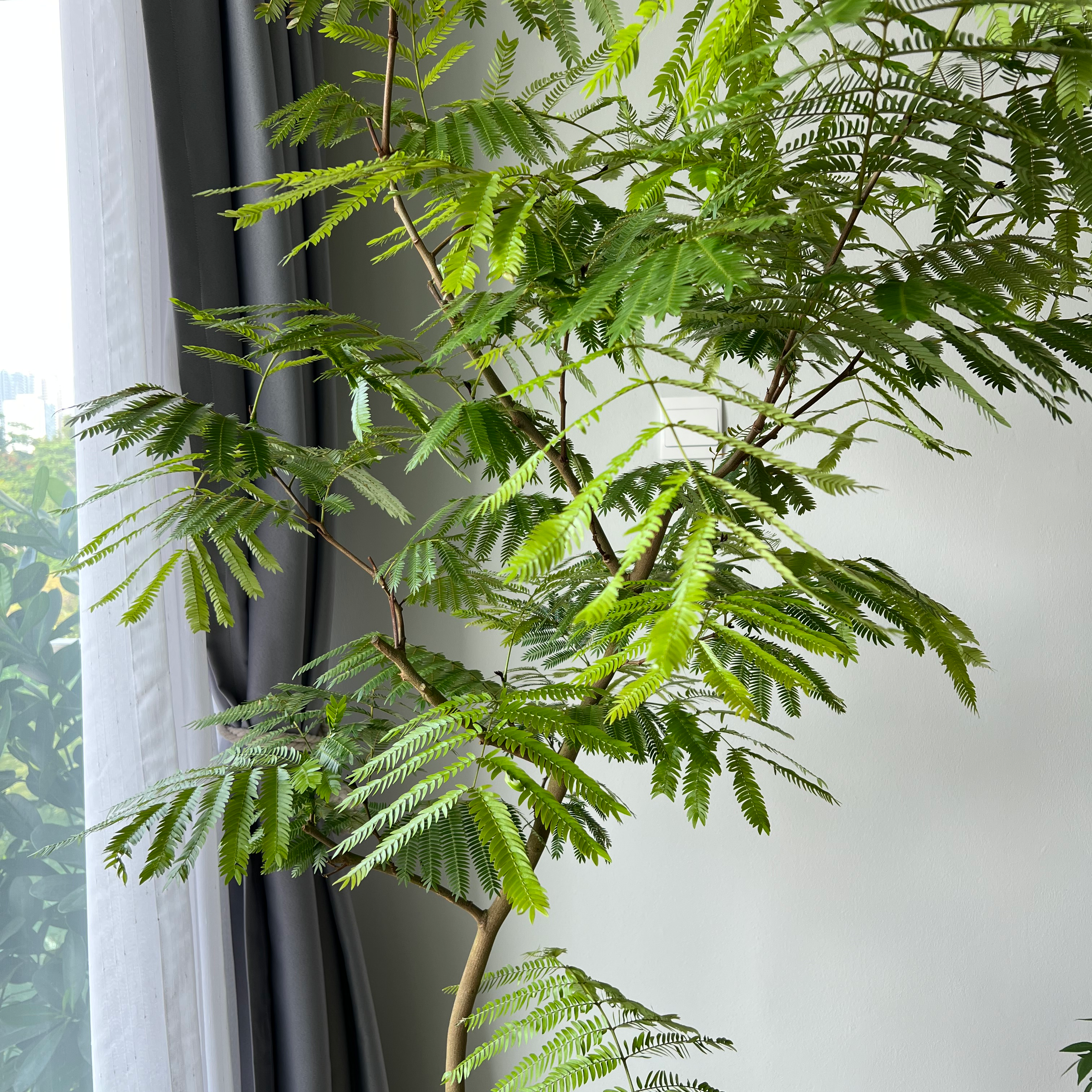 Silk Tree with healthy green foliage near a window indoors.