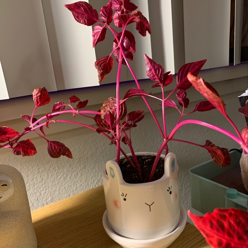 Healthy Herbst's Bloodleaf plant with vibrant red and pink arrow-shaped leaves in a white ceramic pot.