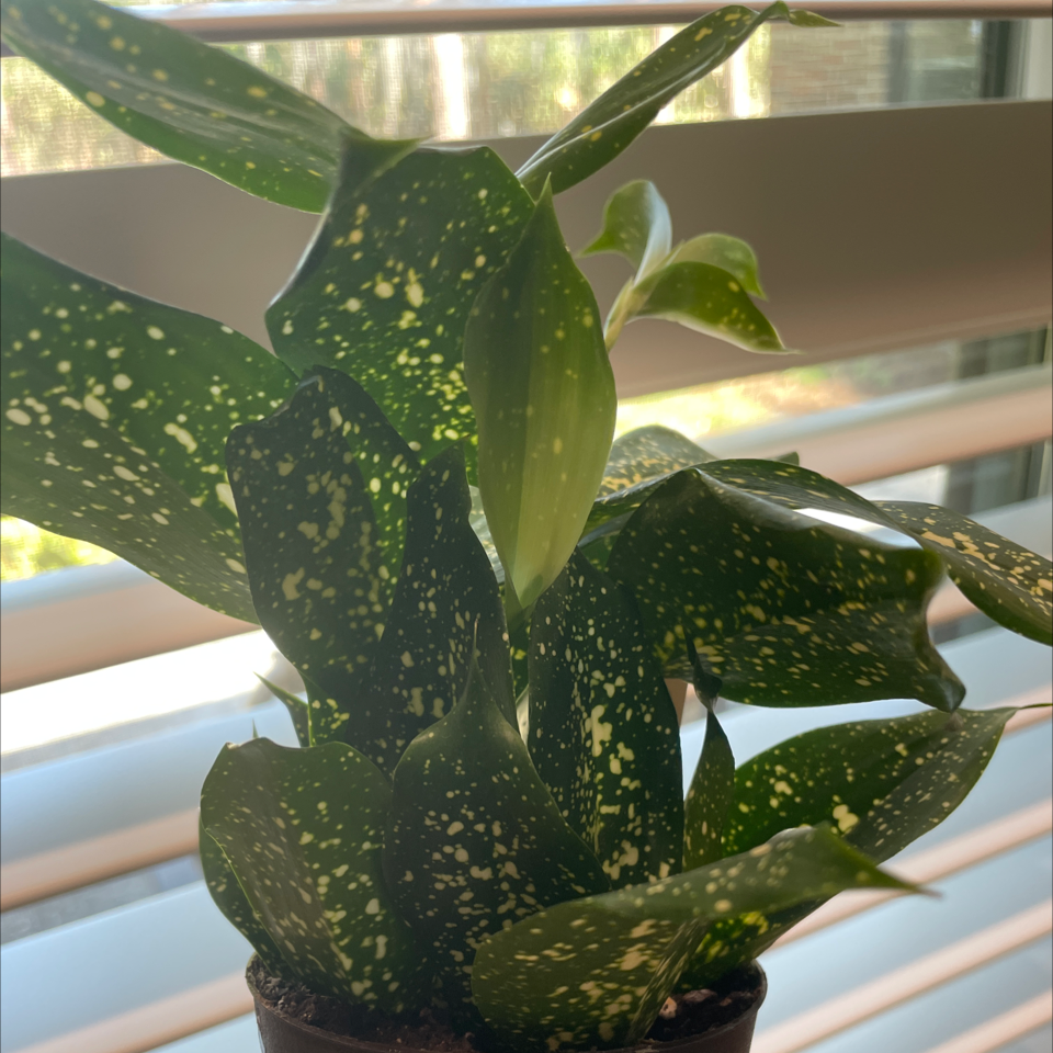 Dracaena 'Florida Beauty' plant with green leaves speckled with yellow spots.