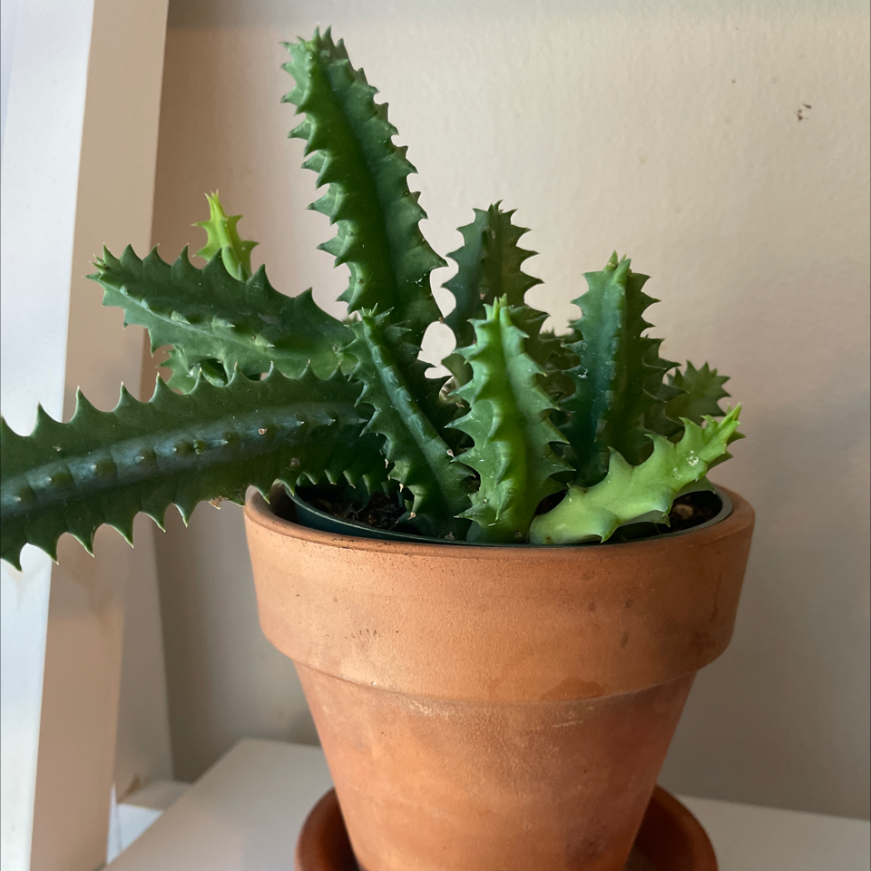 Lifesaver Cactus in a terracotta pot, healthy and well-framed.