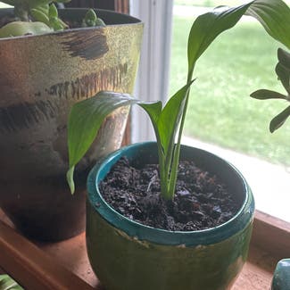 Peace Lily plant in Republic, Missouri