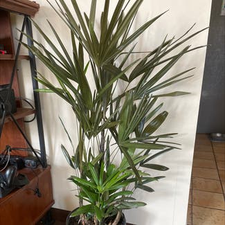 Rhapsis Palm plant in Republic, Missouri