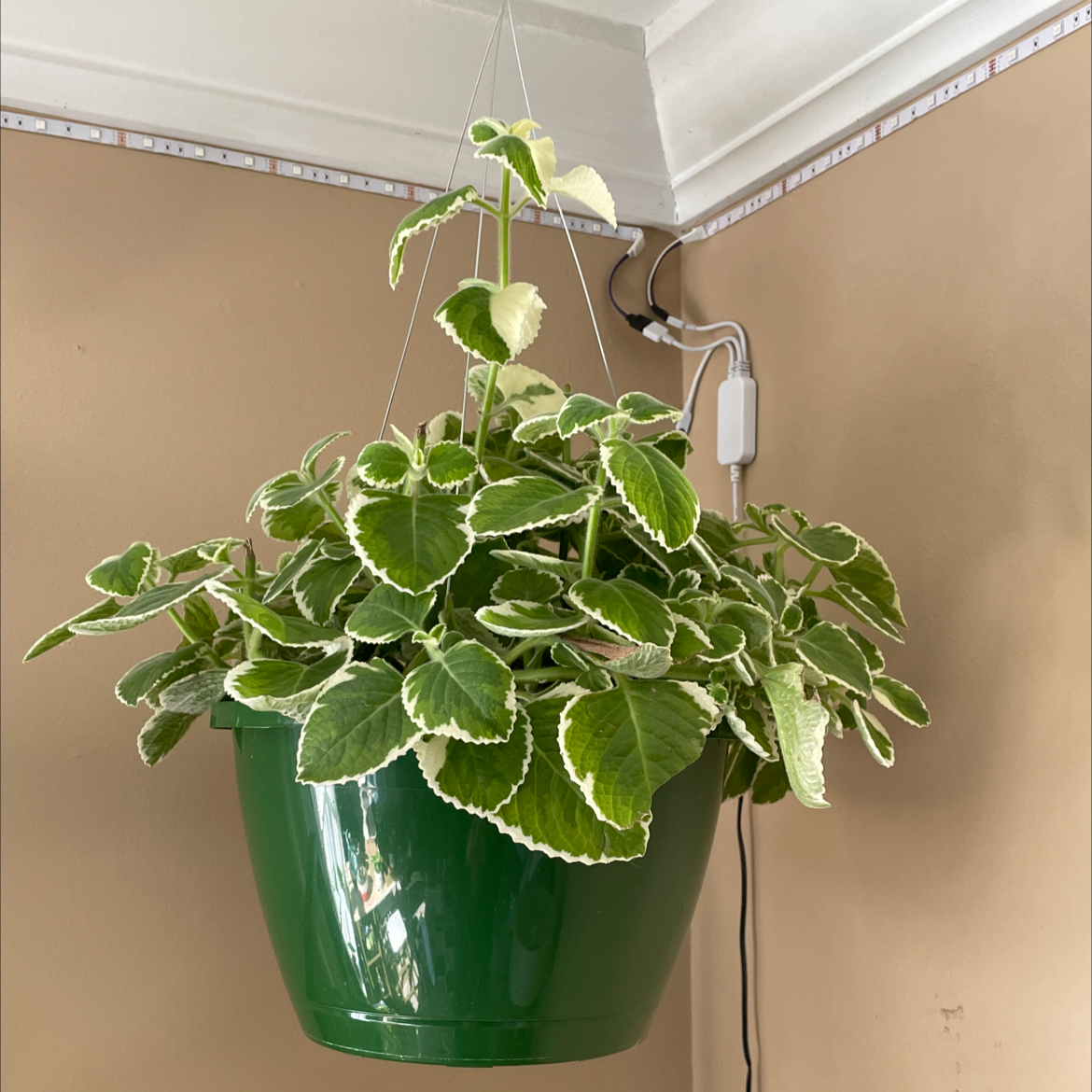 Why Are There Black Spots on My Coleus paniculatus Leaves?