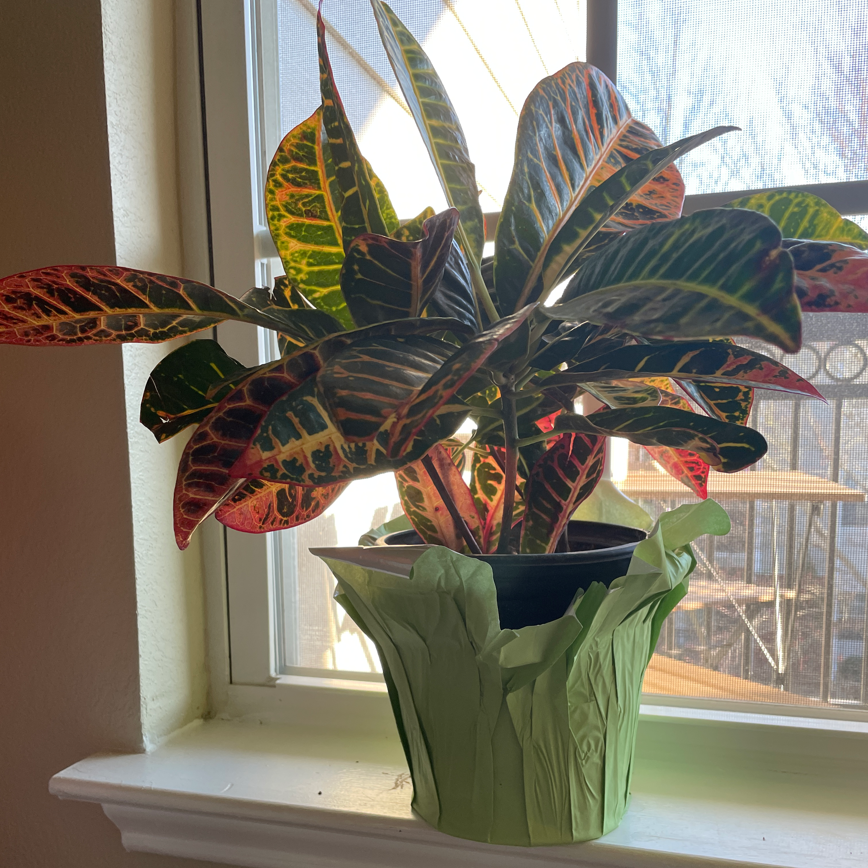 Croton 'Petra' plant photo by @lilycaldwell named Crouton on Greg, the plant care app.