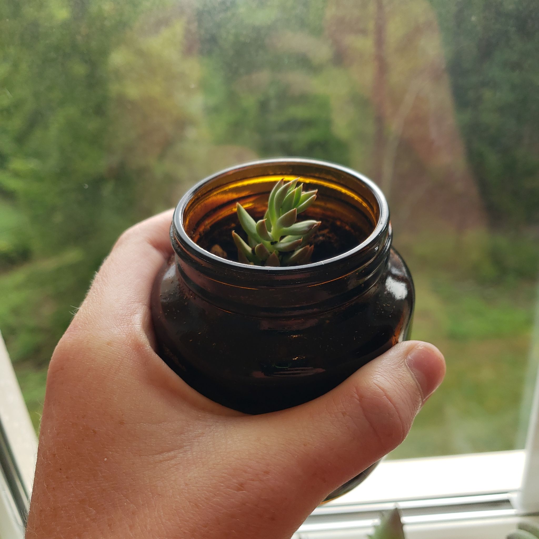 A healthy Pale Stonecrop succulent in a dark glass container held by a hand.