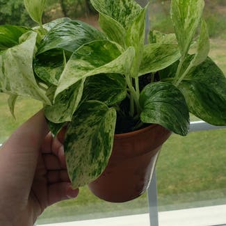 Marble Queen Pothos plant in Fort Mill, South Carolina