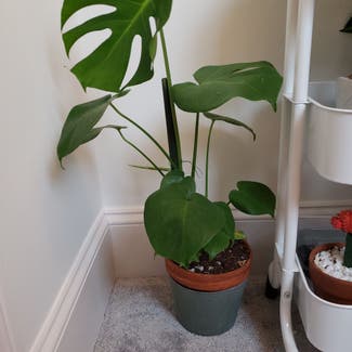 Monstera plant in Fort Mill, South Carolina