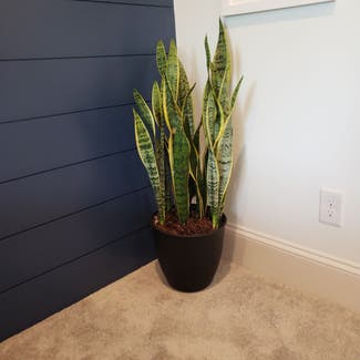 Snake Plant plant in Fort Mill, South Carolina
