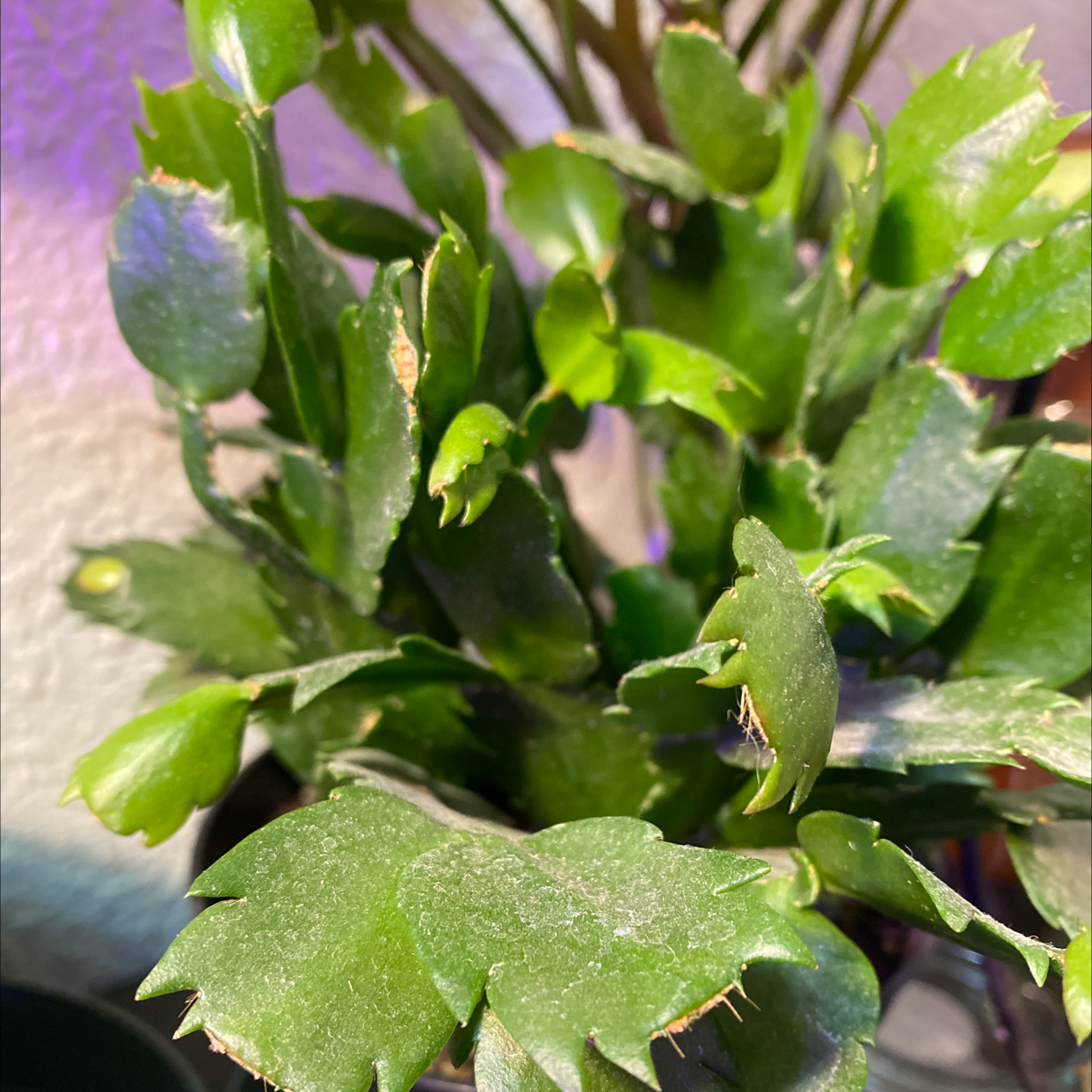Healthy false Christmas Cactus with green leaves, no visible soil or flowers.
