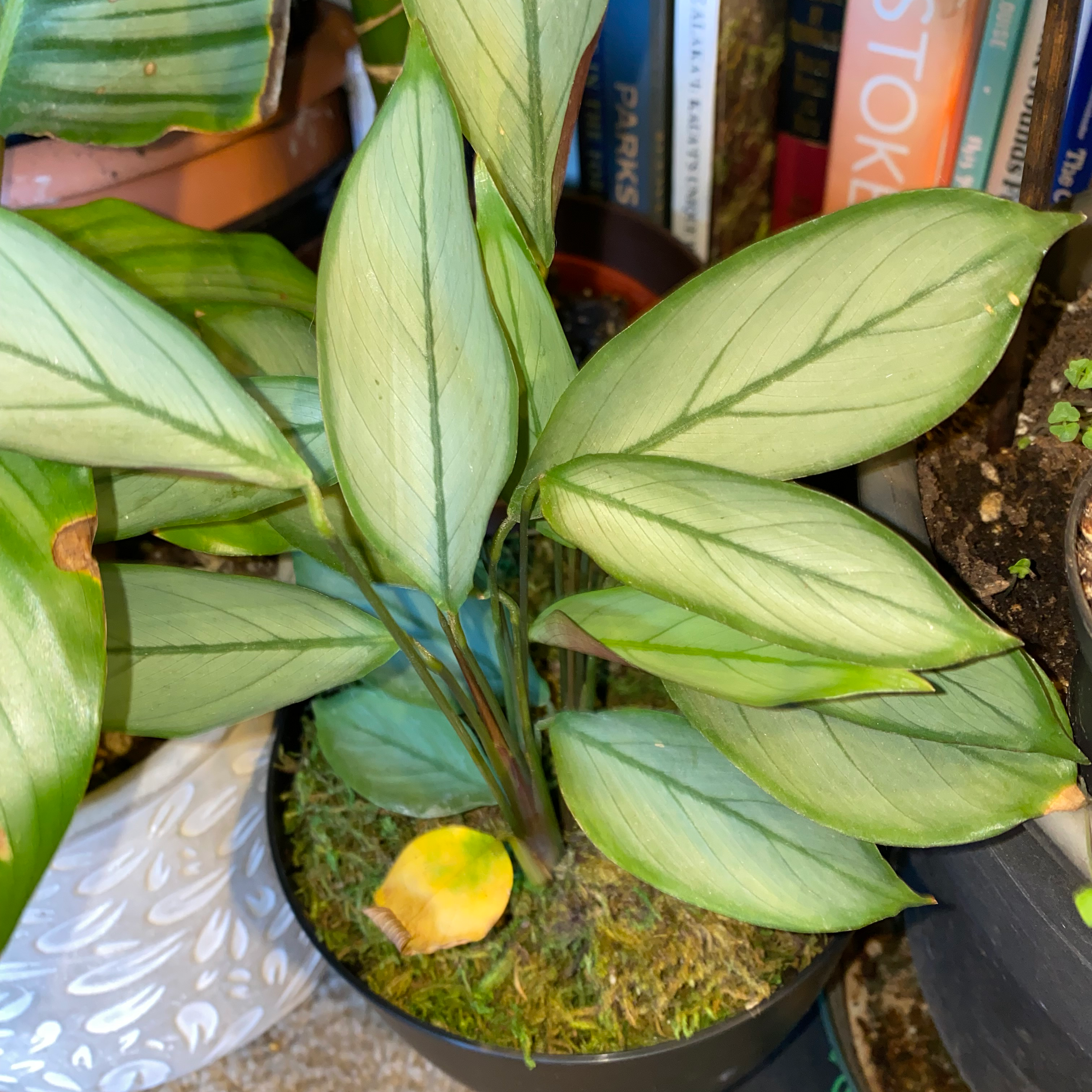 Pinstripe Calathea plant with striped leaves and a yellow leaf at the base.
