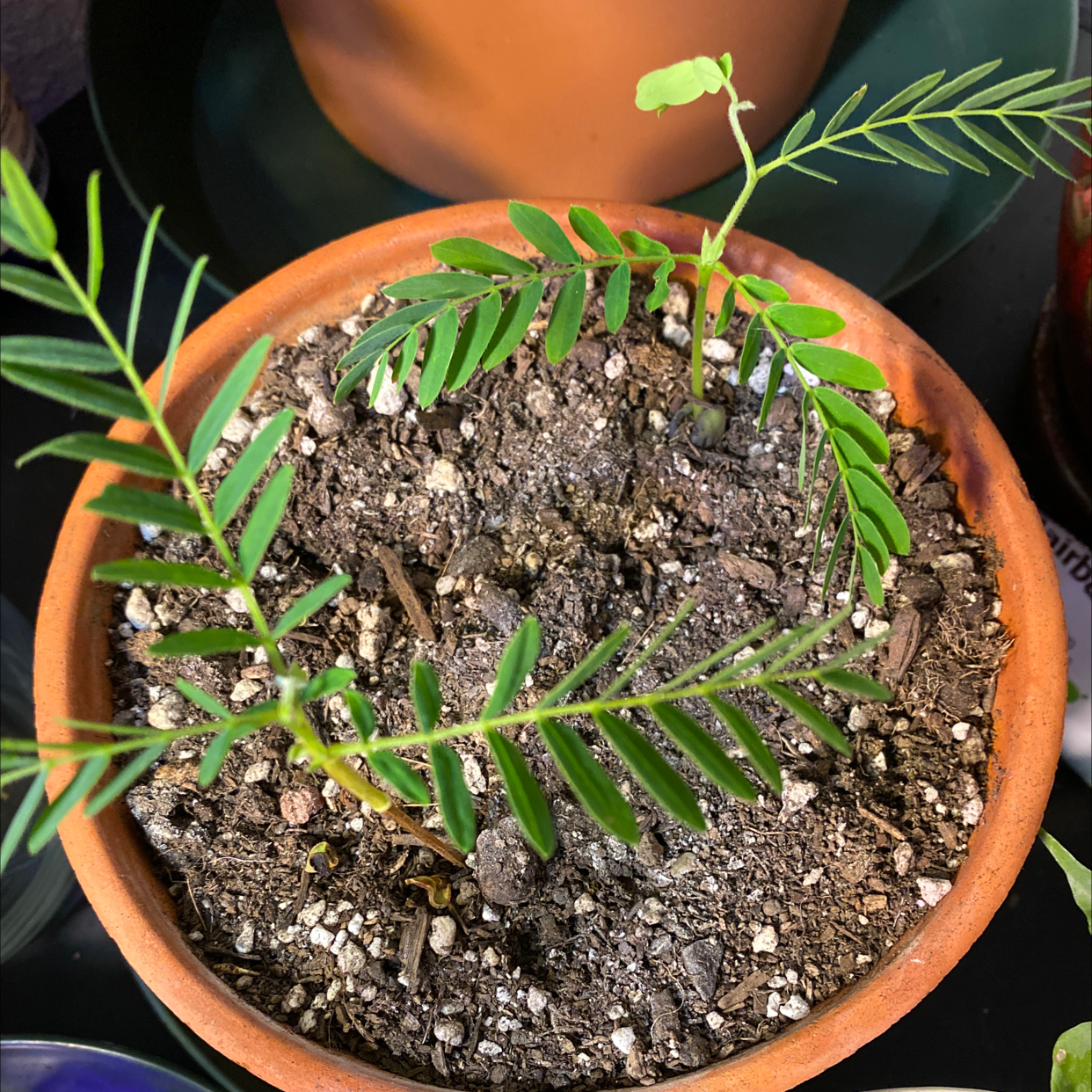 Young Tamarind plant in a terracotta pot with healthy green leaves and visible soil.