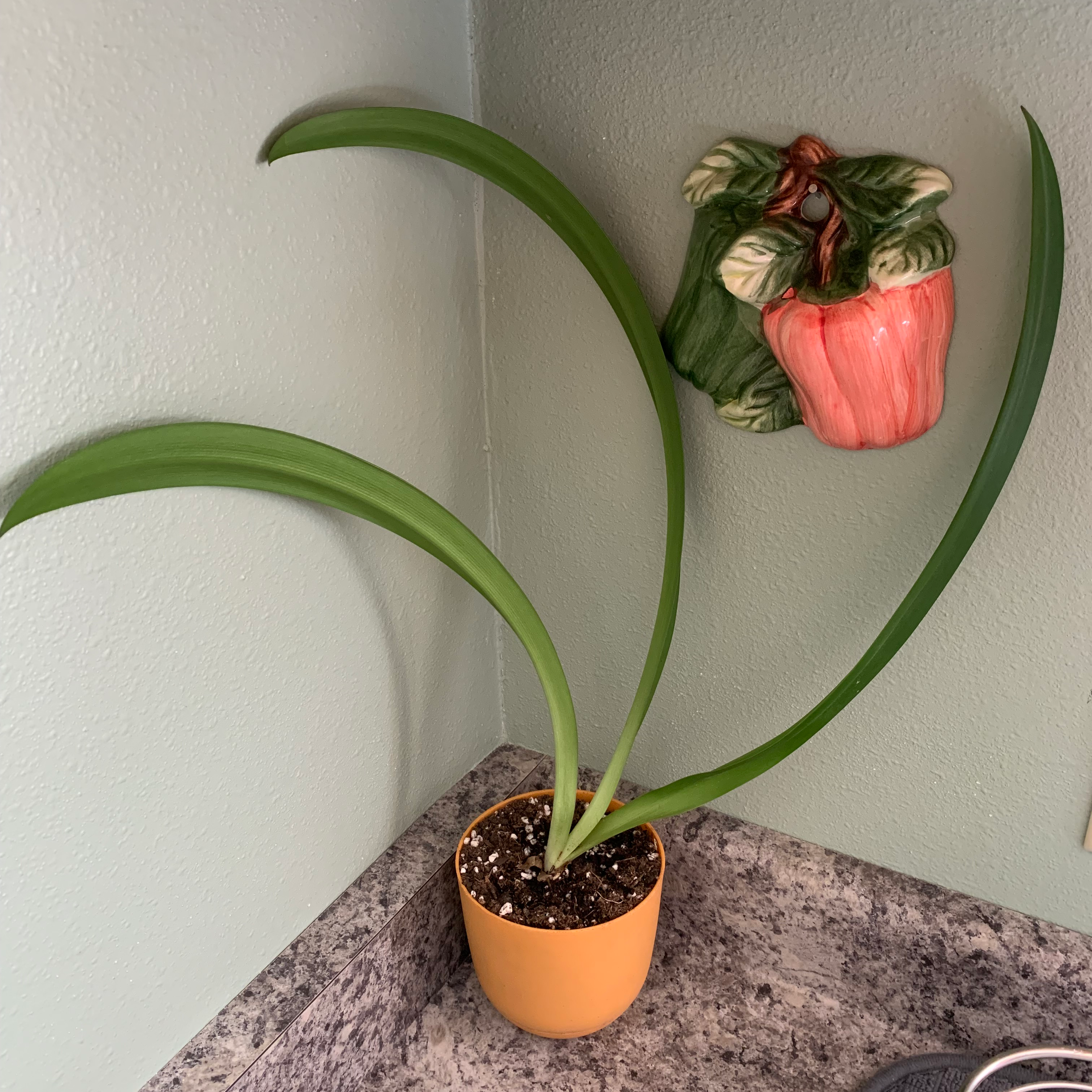 Potted plant with long, arching green leaves in a corner on a countertop.