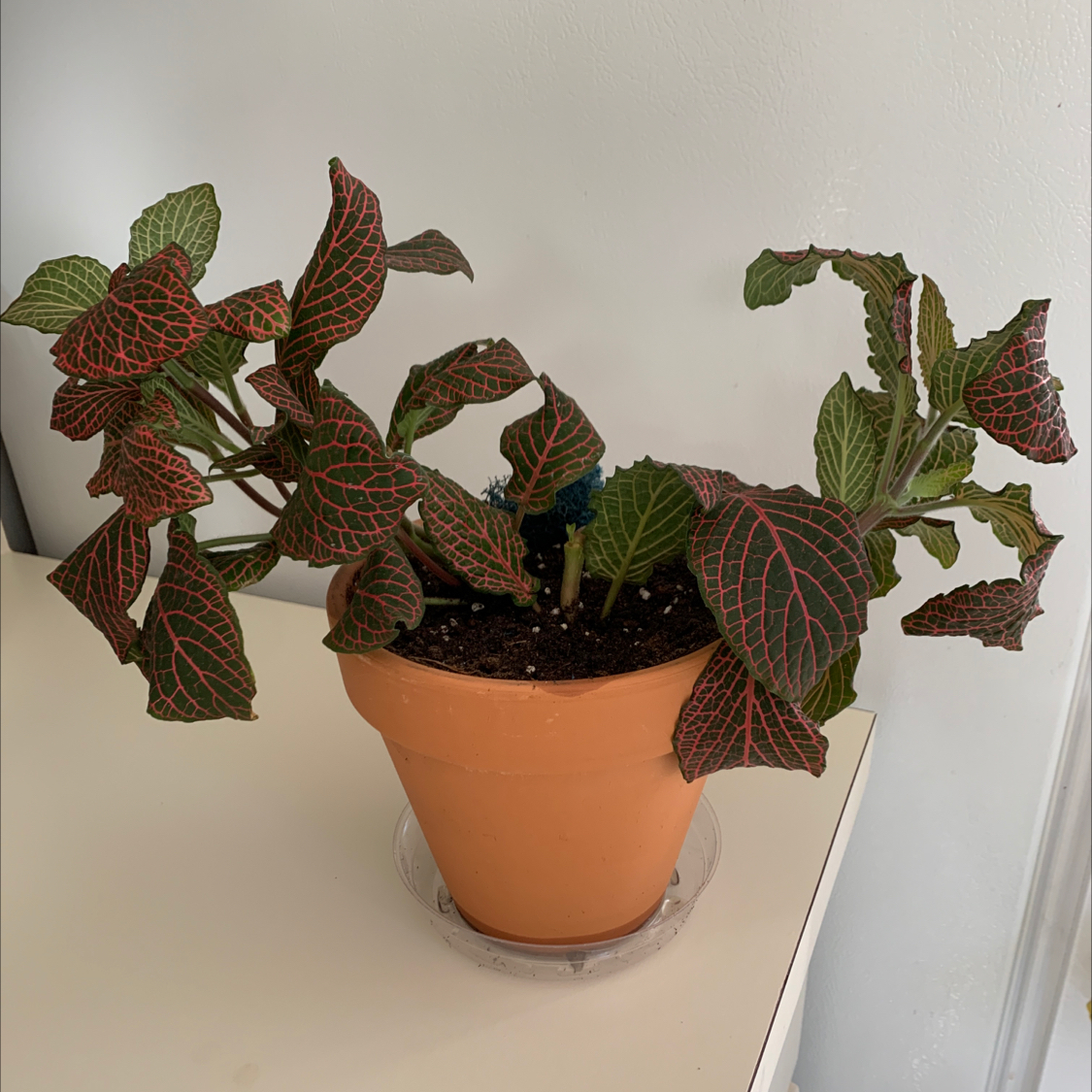 Nerve Plant plant photo by @katiesoasis86 named Jess on Greg, the plant care app.