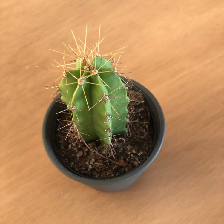 Scarlet Hedgehog Cactus in a pot with visible soil, well-framed and in focus.