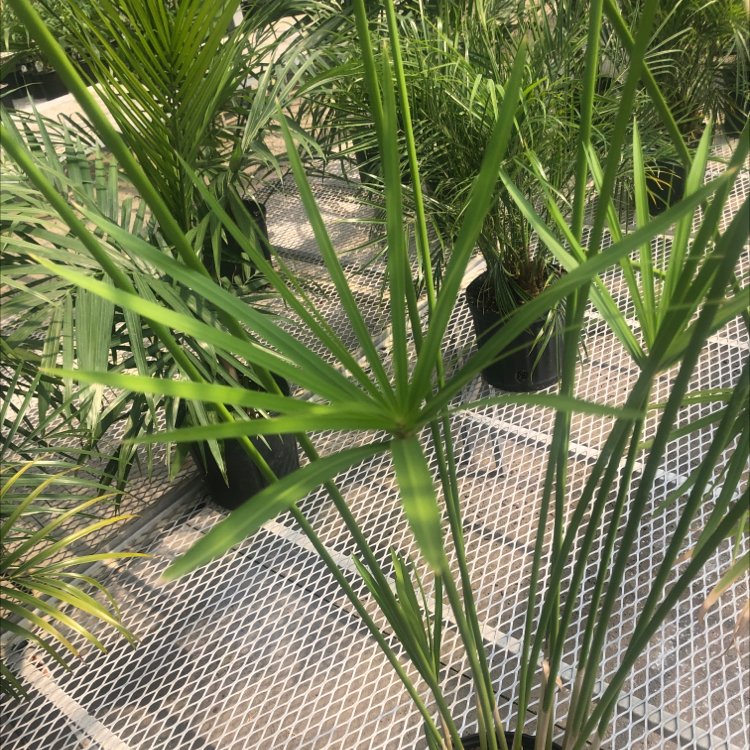 Healthy Umbrella Papyrus plant with vibrant green leaves in a well-lit environment.