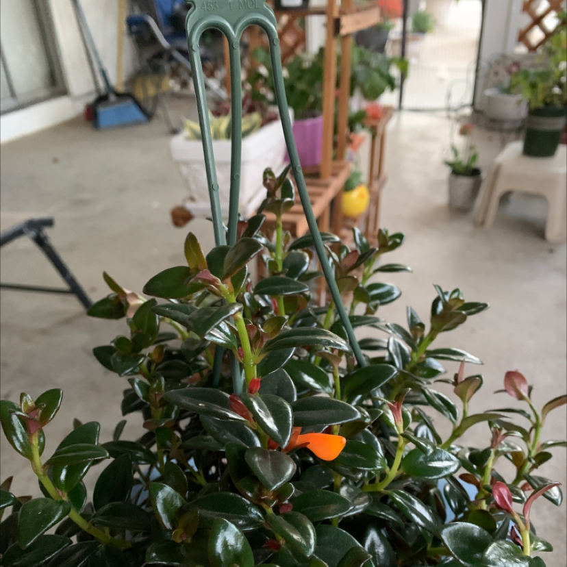 Healthy Goldfish Plant with glossy leaves in a hanging pot.