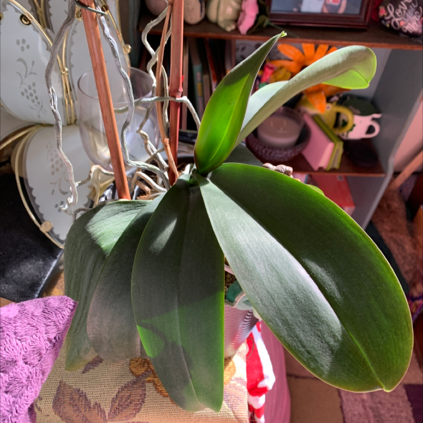 Noble Dendrobium plant with healthy green leaves, well-framed and centered.