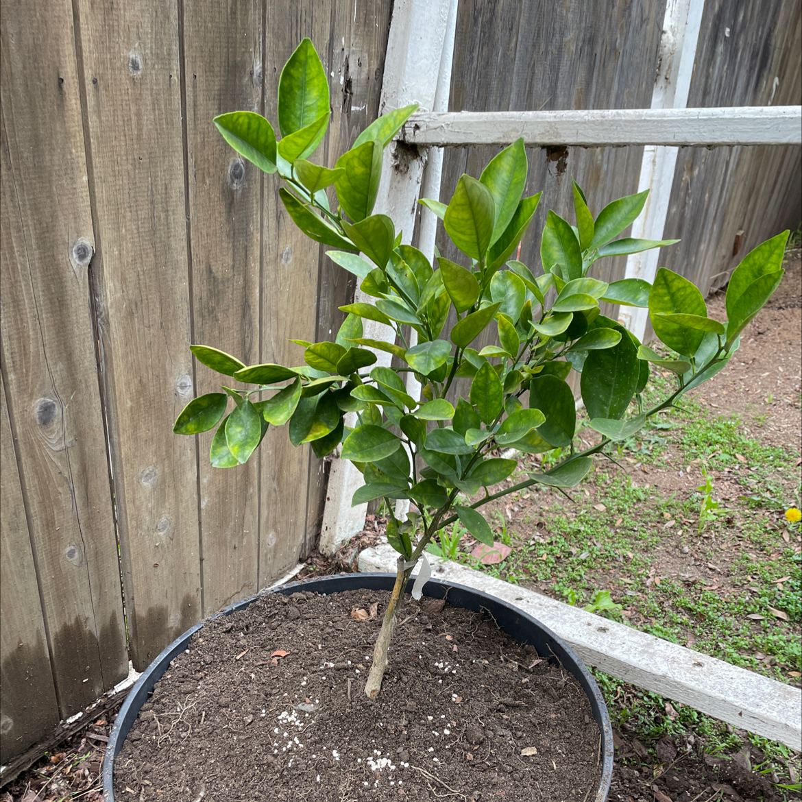 Potted Makrut Lime plant with healthy green leaves near a wooden fence.