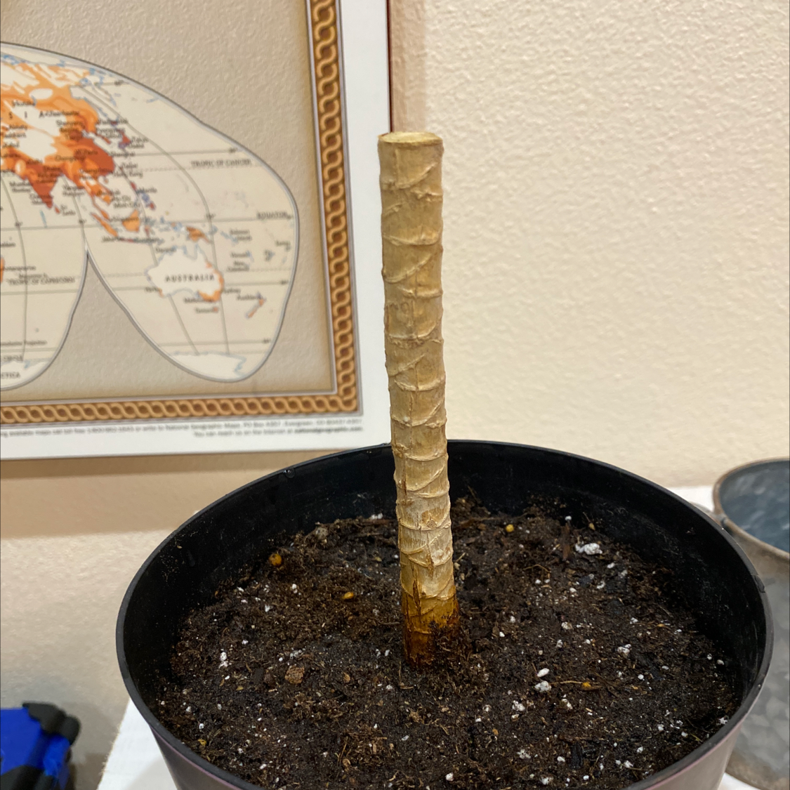 Potted Open Weave Dragon Tree with a single bare stem and visible soil.