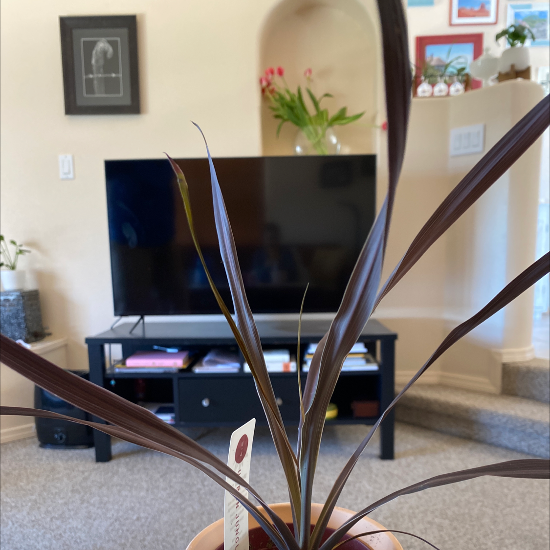 Dracaena plant with dark purple leaves in a pot, indoors with visible soil.
