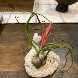 Bulbosa air plant plant in Somewhere on Earth