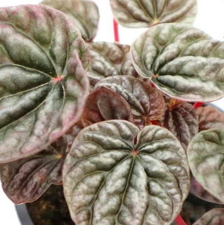 Photo of the plant species Peperomia marmorata by @AdeptSpoonyucca named Mora on Greg, the plant care app