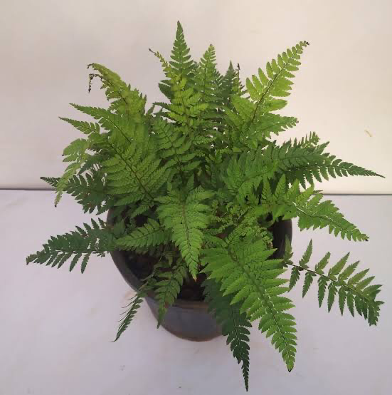 Photo of the plant species Eared Lady fern by @AdeptSpoonyucca named Willow on Greg, the plant care app