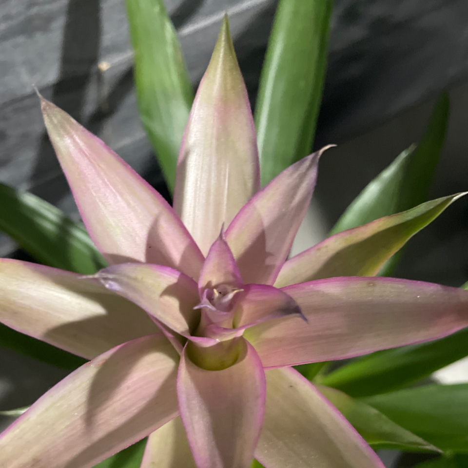 Photo of the plant species Neoregelia 'Pink Sensation' by @BigCosmo named Bromeliad on Greg, the plant care app
