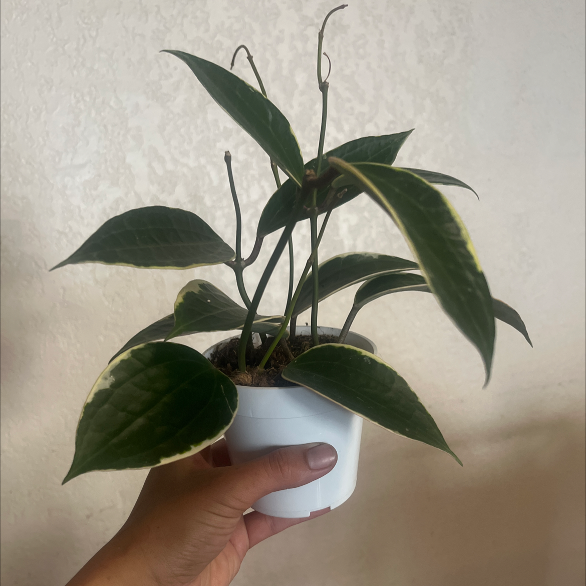Hoya macrophylla plant in a white pot held by a hand, with dark green variegated leaves.
