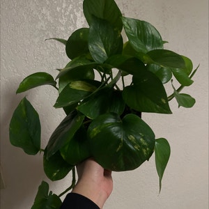 Epipremnum Aureum plant photo by @Mabes named Penny on Greg, the plant care app.