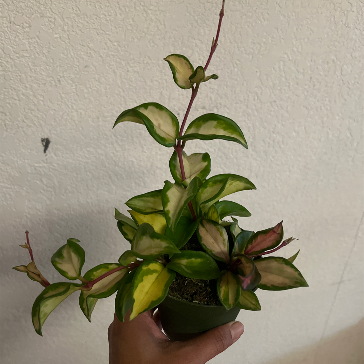 Photo of the plant species Rubra Hoya Carnosa by @Mabes named Your plant on Greg, the plant care app