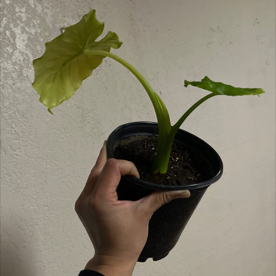 Your plant
