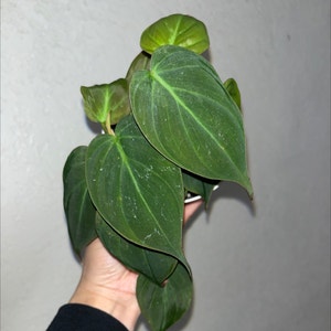 Philodendron Micans plant photo by Mabes named Mica on Greg, the plant care app.